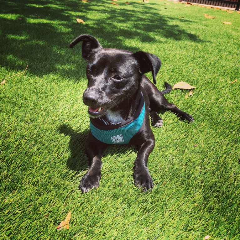 Hazel, a Chihuahua and Poodle (Small) mix tested with EmbarkVet.com