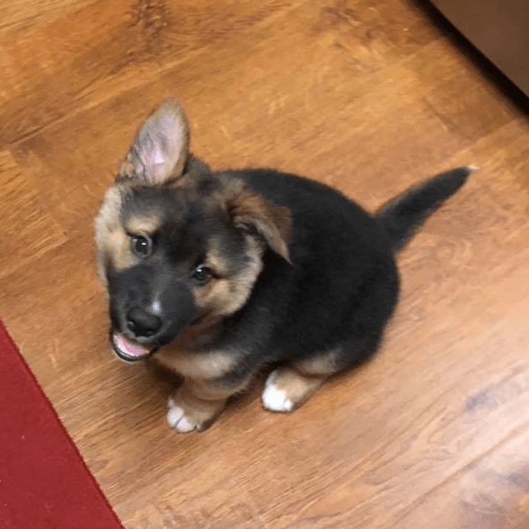 Mick, a Siberian Husky and German Shepherd Dog mix tested with EmbarkVet.com