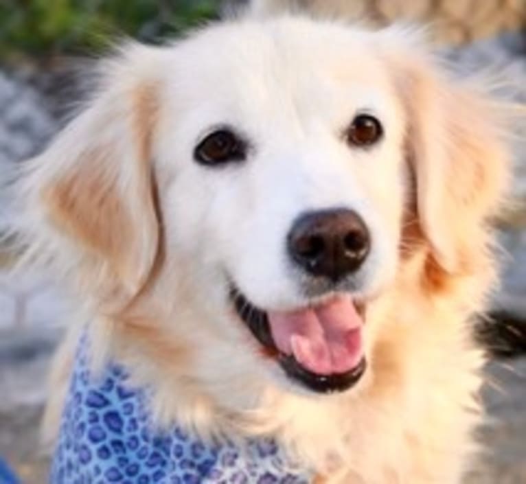 Gracie, a Golden Retriever and East Asian Village Dog mix tested with EmbarkVet.com