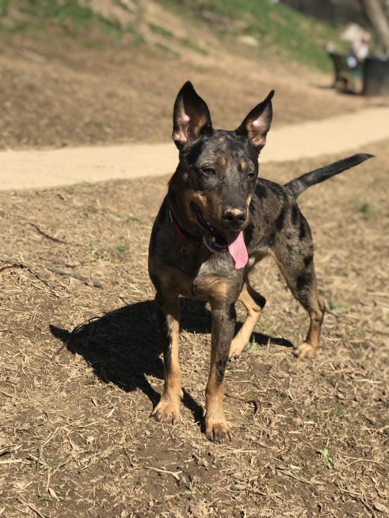 Rhett, a Catahoula Leopard Dog and Siberian Husky mix tested with EmbarkVet.com