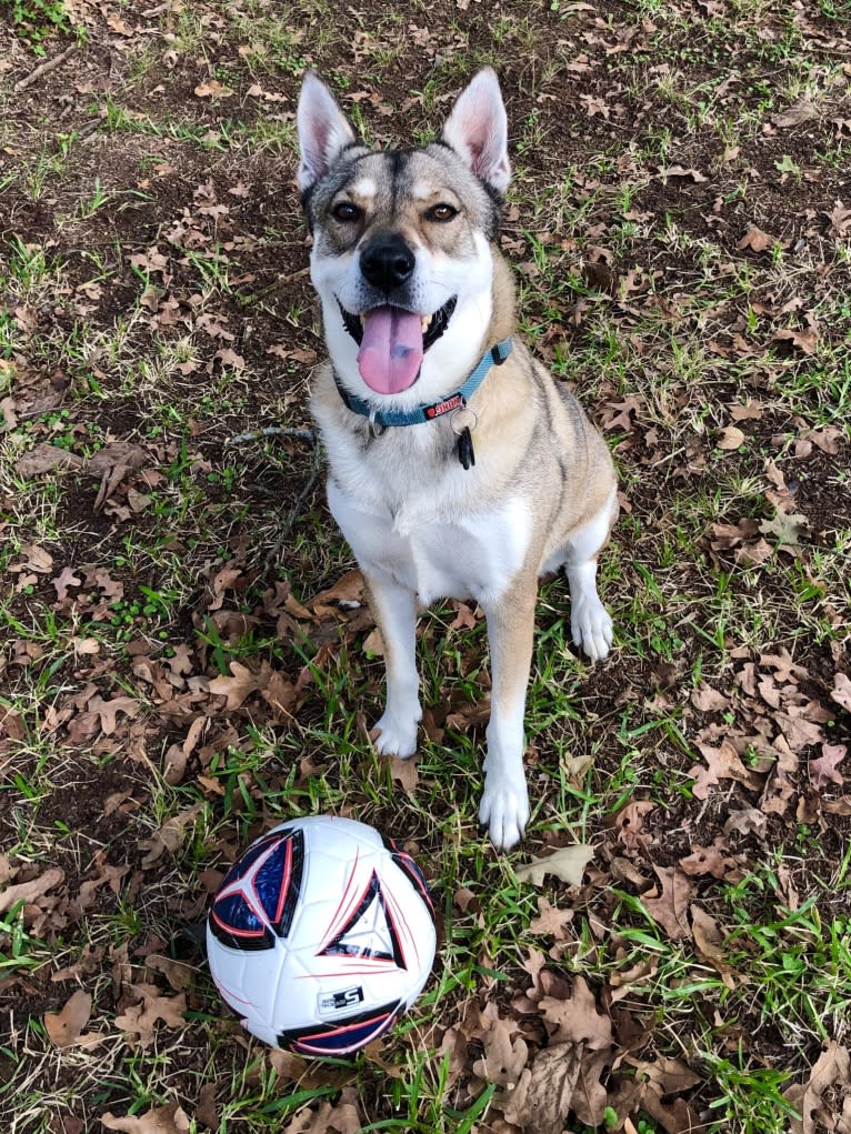 Kaeko, a Siberian Husky and Chow Chow mix tested with EmbarkVet.com