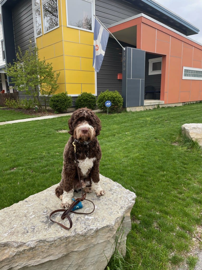 Bolo, an English Springer Spaniel and Poodle (Standard) mix tested with EmbarkVet.com