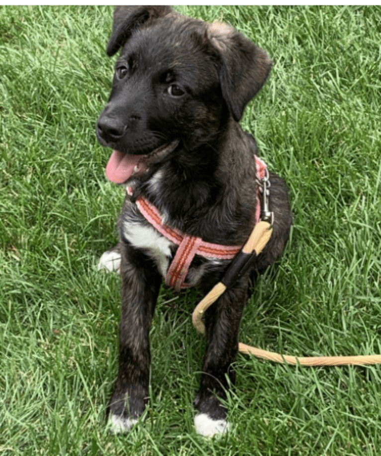 RILEY, a German Shepherd Dog and American Pit Bull Terrier mix tested with EmbarkVet.com