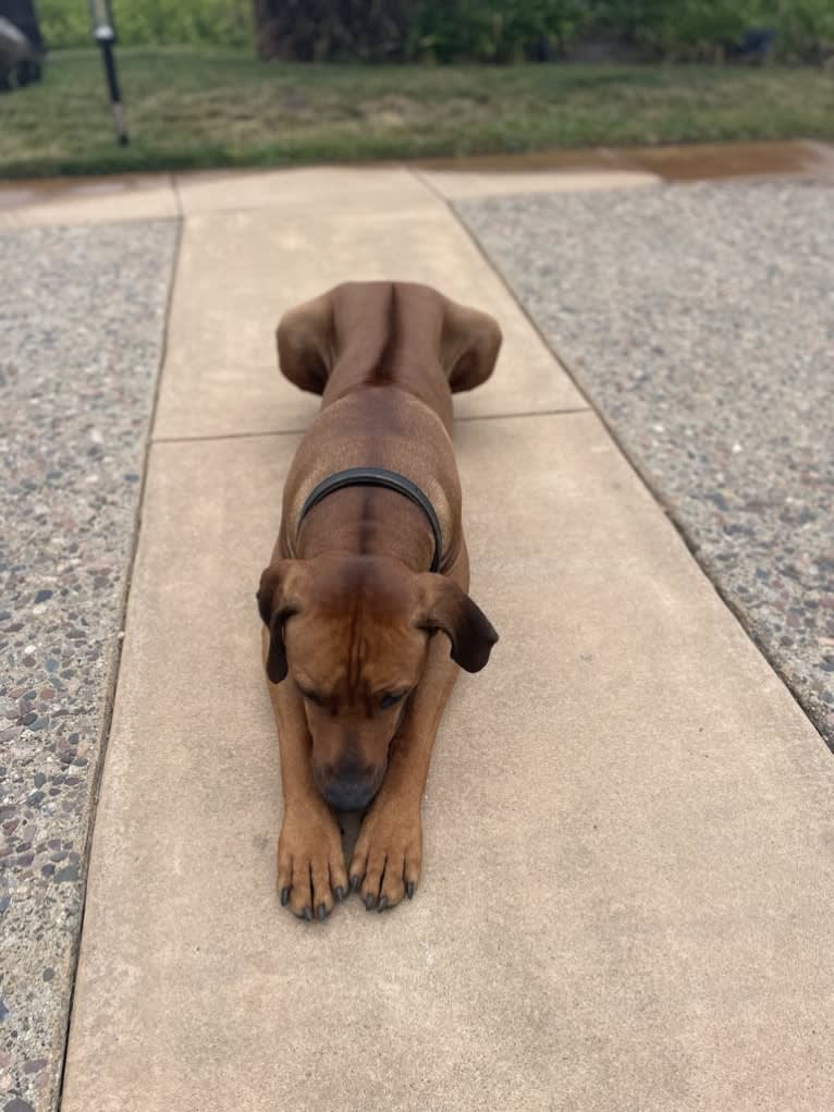 Milo Mukundi Shumba Viik, a Rhodesian Ridgeback tested with EmbarkVet.com