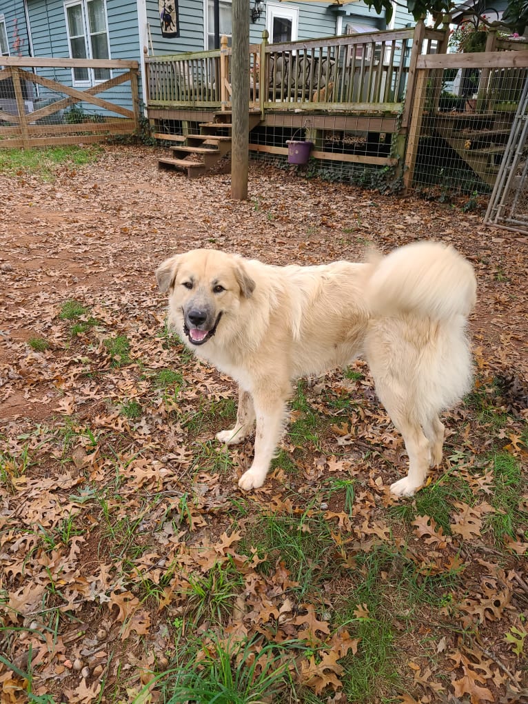 Photo of Rebel, a Great Pyrenees and Anatolian Shepherd Dog mix in Cope, SC, USA