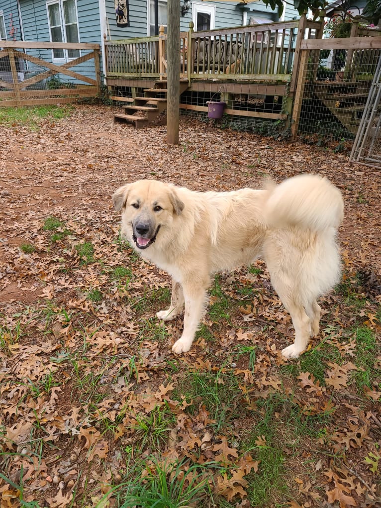 Rebel, a Great Pyrenees and Anatolian Shepherd Dog mix tested with EmbarkVet.com