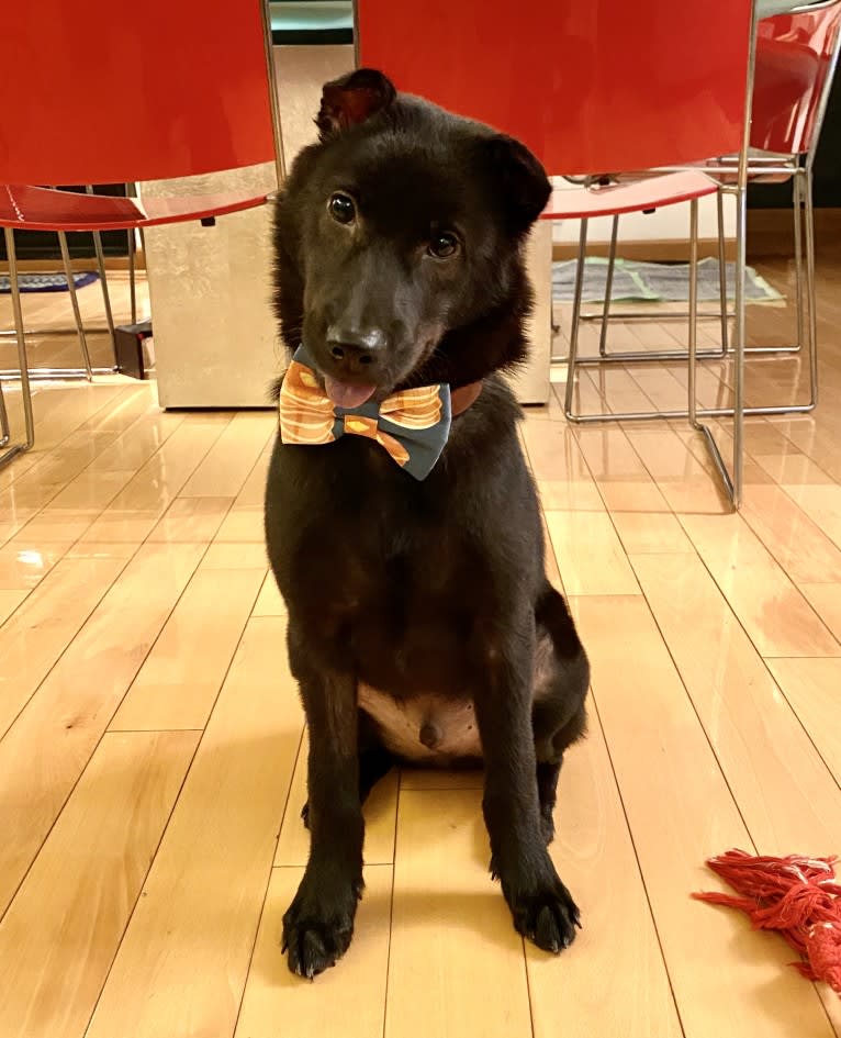 Baloo Stern, a Hong Kong Village Dog tested with EmbarkVet.com