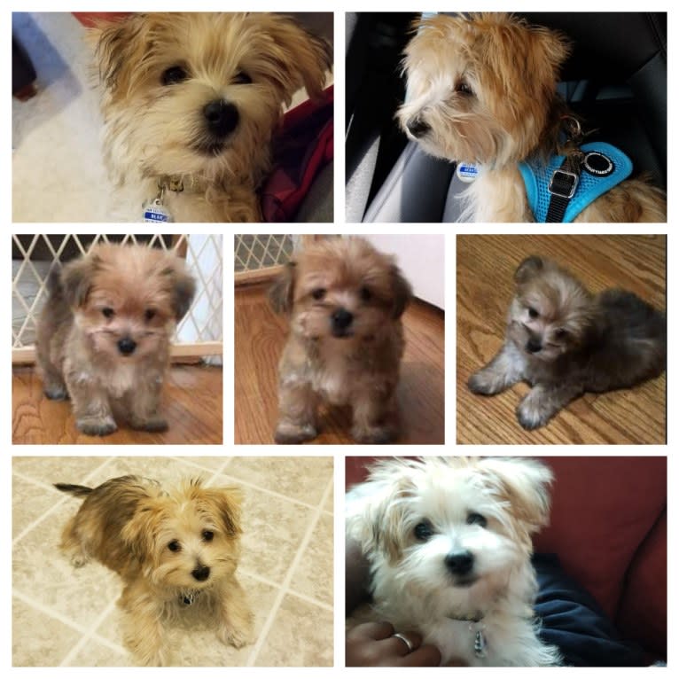 Bear, a Morkie tested with EmbarkVet.com