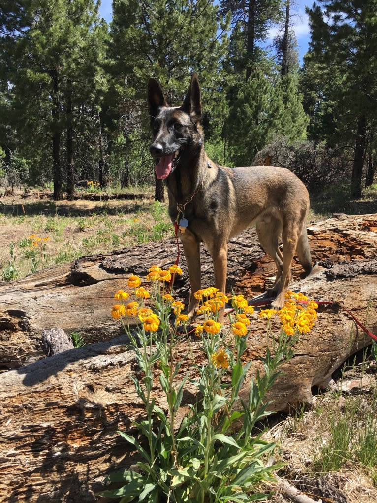 LIAM, a German Shepherd Dog and Belgian Malinois mix tested with EmbarkVet.com