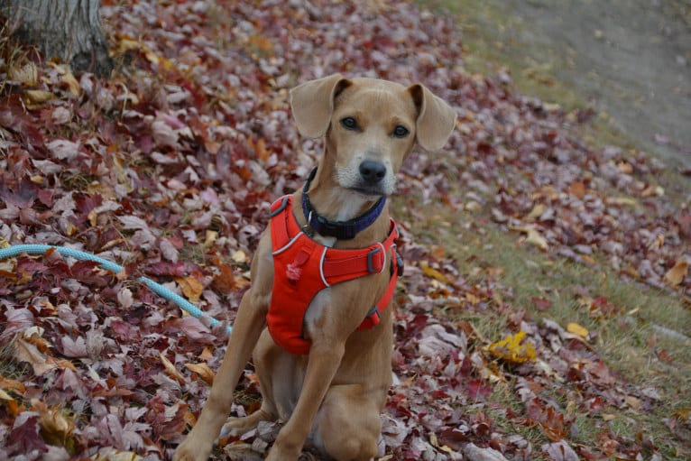 Lila, an American Pit Bull Terrier and Labrador Retriever mix tested with EmbarkVet.com