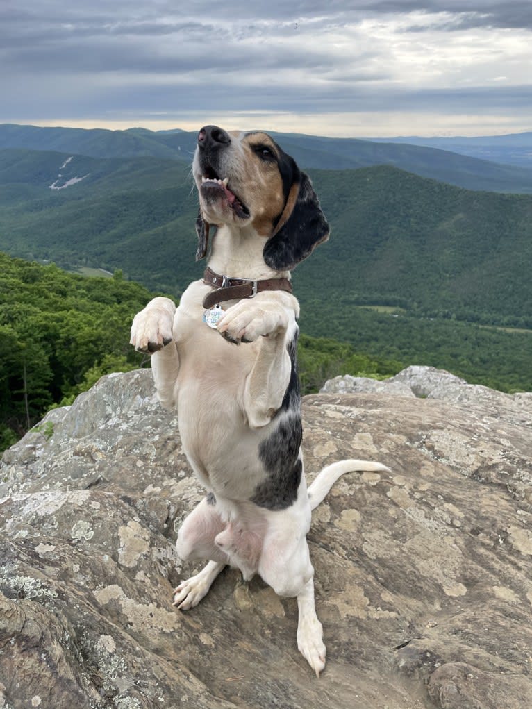 Renegade, an American English Coonhound and Cocker Spaniel mix tested with EmbarkVet.com