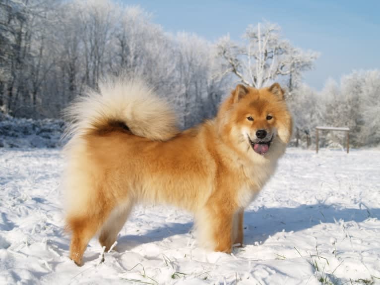 Mini, an Eurasier tested with EmbarkVet.com