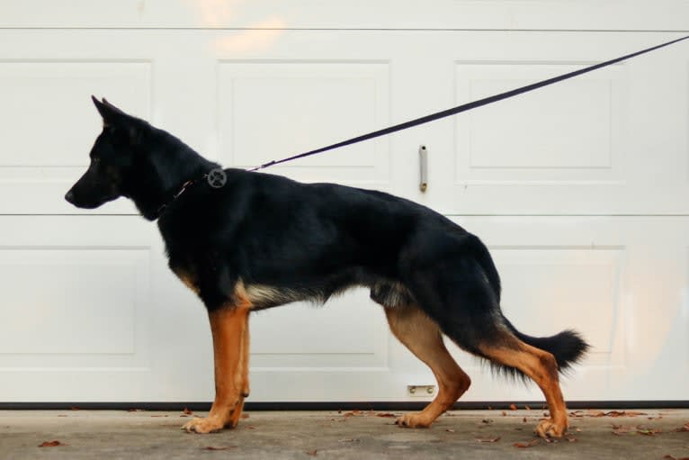 Canon, a German Shepherd Dog tested with EmbarkVet.com