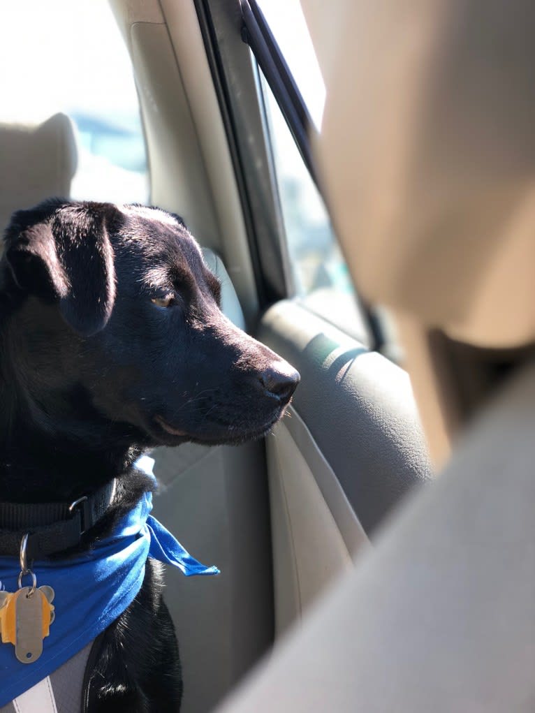 Willow, a Labrador Retriever and Rottweiler mix tested with EmbarkVet.com