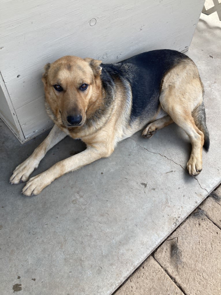 Lukas, a German Shepherd Dog and Australian Cattle Dog mix tested with EmbarkVet.com