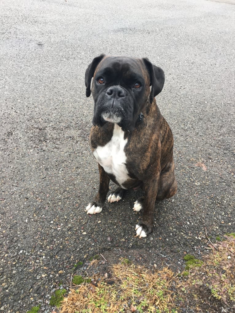 Murray, a Boxer tested with EmbarkVet.com