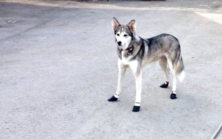 Jack Daniels, an Alaskan-type Husky tested with EmbarkVet.com