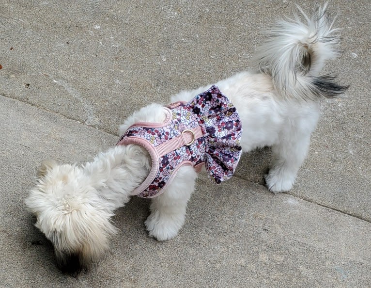 Photo of Kaylee, a Maltese, Shih Tzu, and Dachshund mix in Vaughan, Mississippi, USA