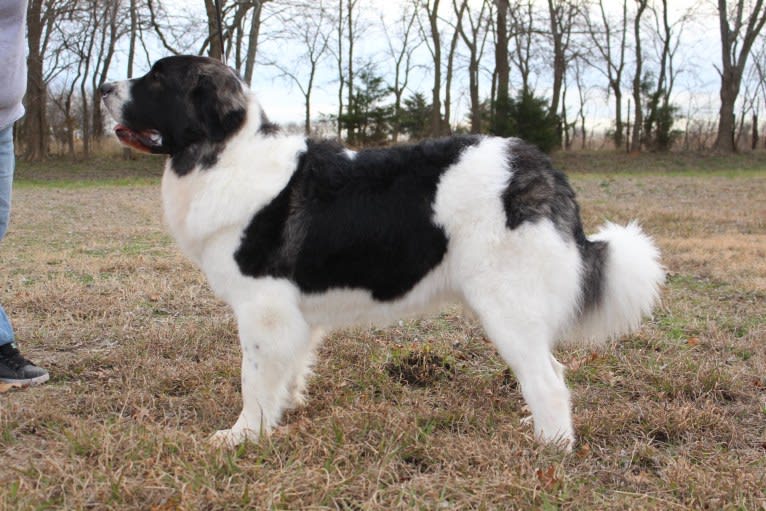 Elara, a Pyrenean Mastiff tested with EmbarkVet.com