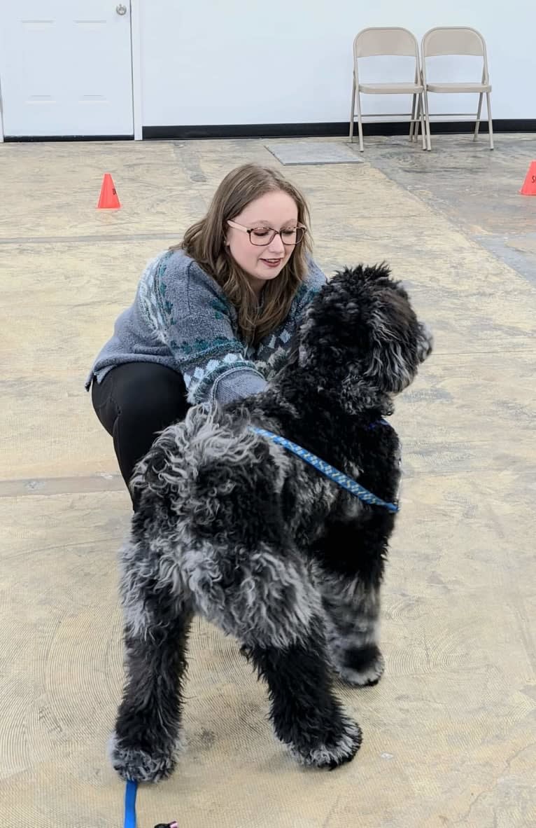 Cooper, a Poodle (Standard) tested with EmbarkVet.com