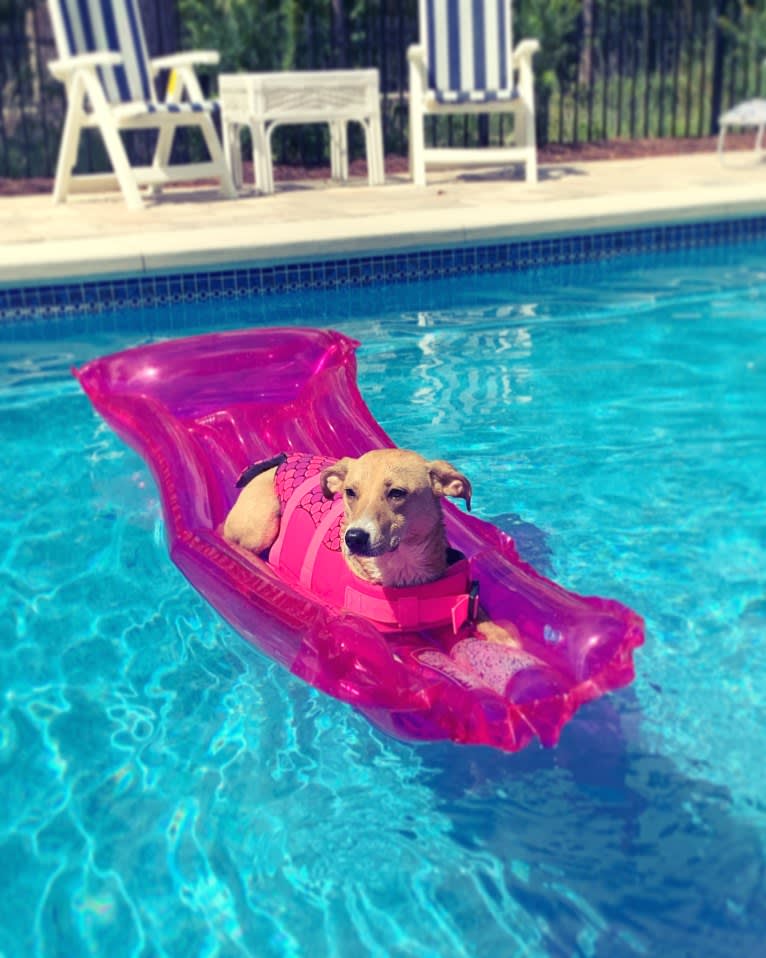 Dixie, a Rottweiler and Redbone Coonhound mix tested with EmbarkVet.com