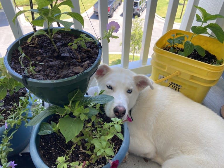 Dash, a Gerberian Shepsky (12.7% unresolved) tested with EmbarkVet.com