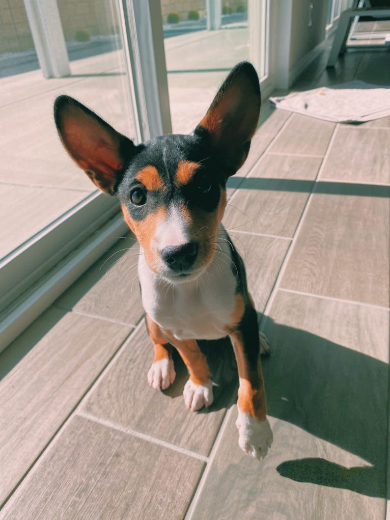 Koda, a Basenji tested with EmbarkVet.com