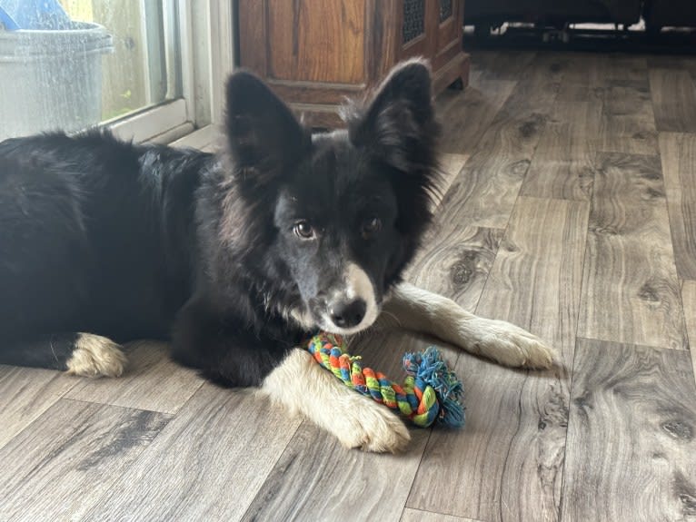 Coco Chanel, a Border Collie tested with EmbarkVet.com