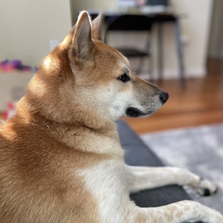 Owston, a Shiba Inu tested with EmbarkVet.com