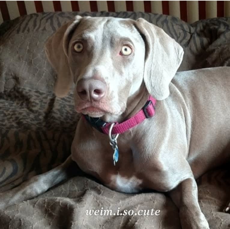 Shelby, a Weimaraner tested with EmbarkVet.com