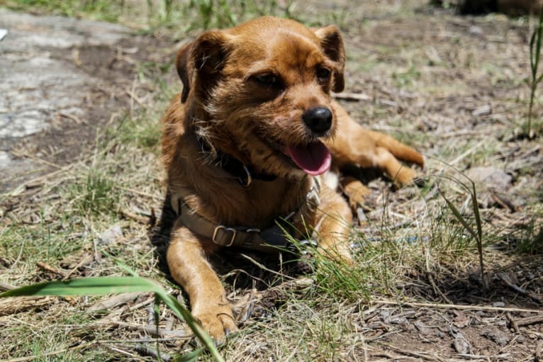 Brodie, a Miniature Pinscher and Shih Tzu mix tested with EmbarkVet.com