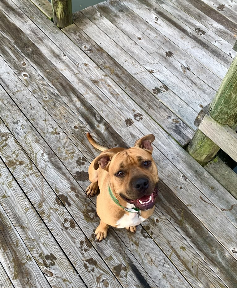 Gus, an American Bully and American Bulldog mix tested with EmbarkVet.com