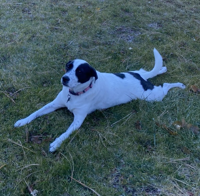 Millie, an American Pit Bull Terrier and Labrador Retriever mix tested with EmbarkVet.com