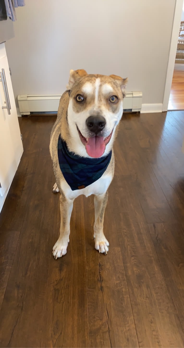 Beau, a Siberian Husky and American Bulldog mix tested with EmbarkVet.com