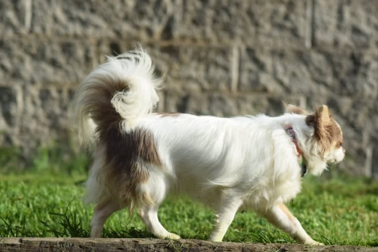 Meena, a Chihuahua tested with EmbarkVet.com