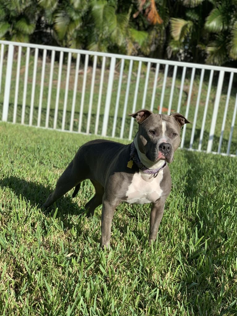 Ariel, an American Bully tested with EmbarkVet.com