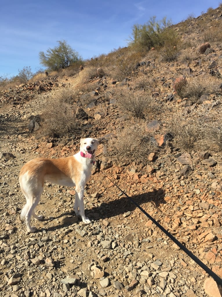 Kona, an Arabian Village Dog tested with EmbarkVet.com