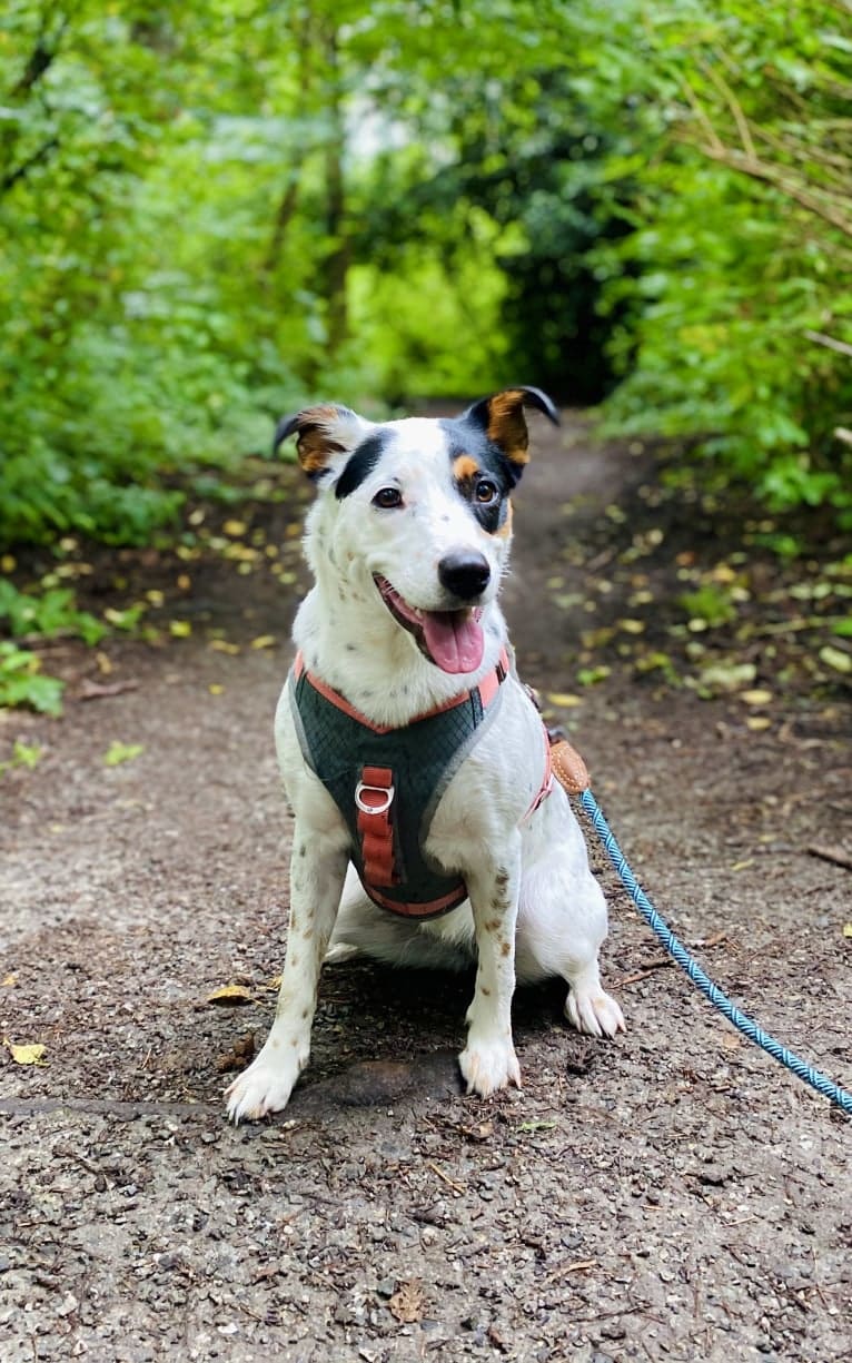 Rita, an Australian Cattle Dog and Rottweiler mix tested with EmbarkVet.com