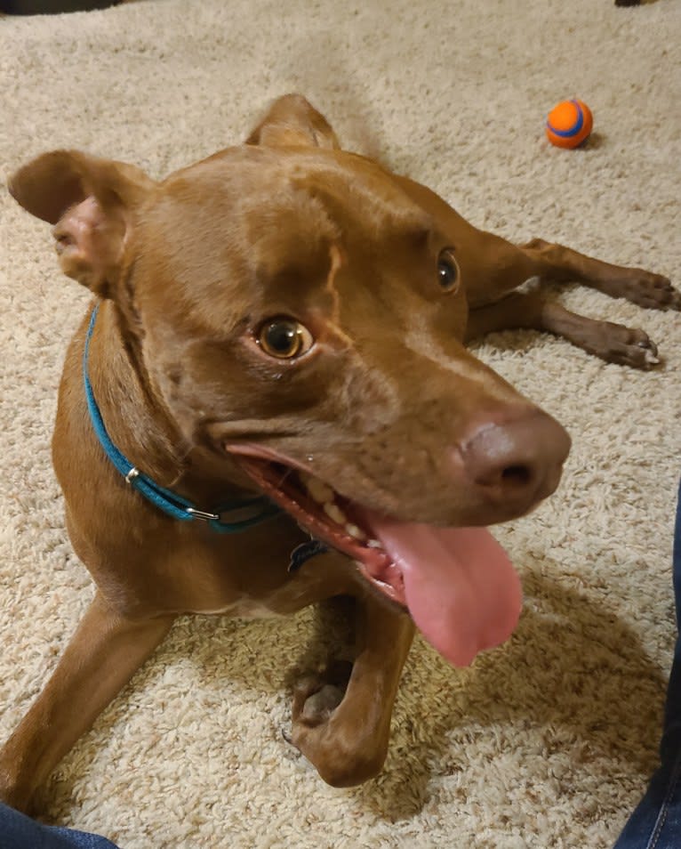 Hazel, an American Pit Bull Terrier and American Staffordshire Terrier mix tested with EmbarkVet.com