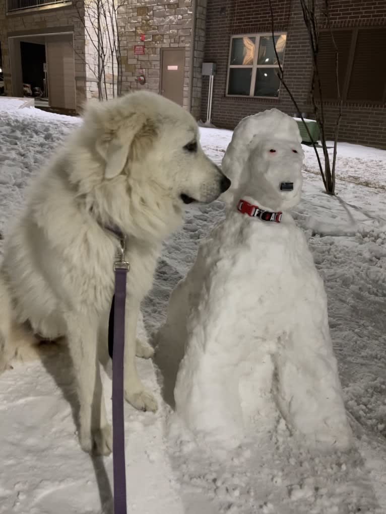 Looney “Chik’in Mini Bandit” Bear, a Great Pyrenees tested with EmbarkVet.com