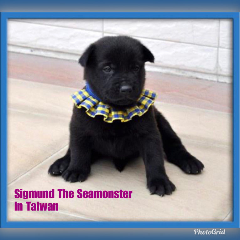 Sigmund The Seamonster, a Formosan Mountain Dog and Akita Inu mix tested with EmbarkVet.com