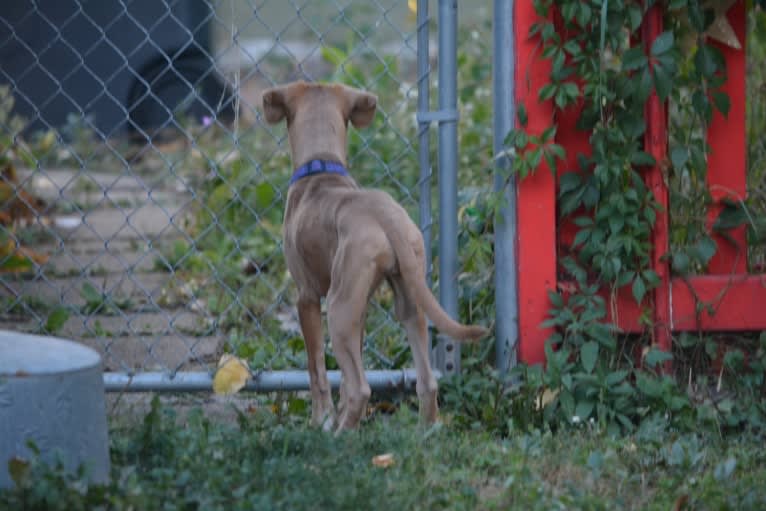 Lila, an American Pit Bull Terrier and Labrador Retriever mix tested with EmbarkVet.com