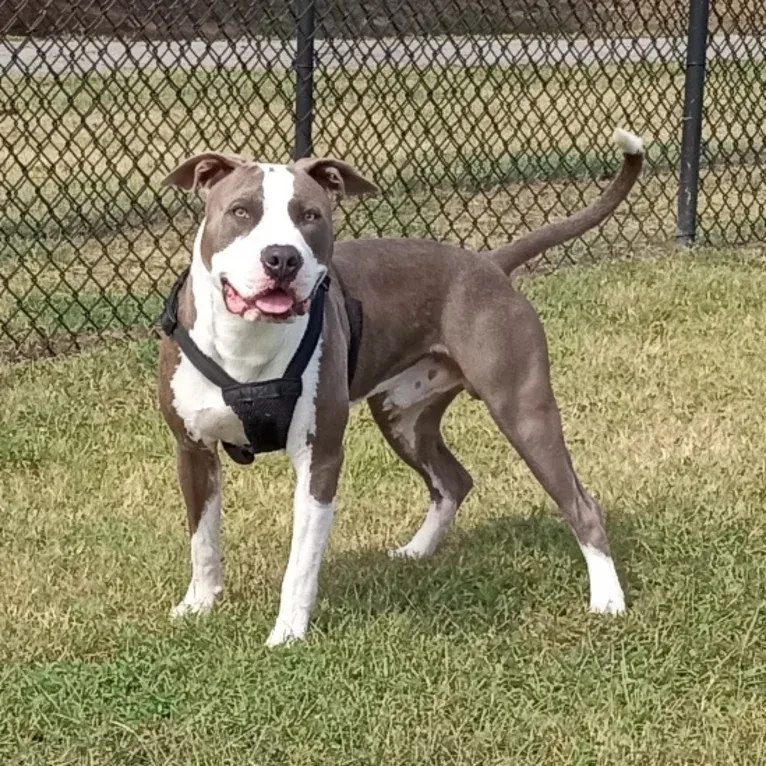 "X" (Dmx), an American Pit Bull Terrier tested with EmbarkVet.com