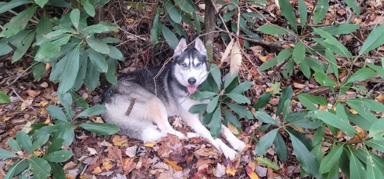 Teko, a Siberian Husky tested with EmbarkVet.com