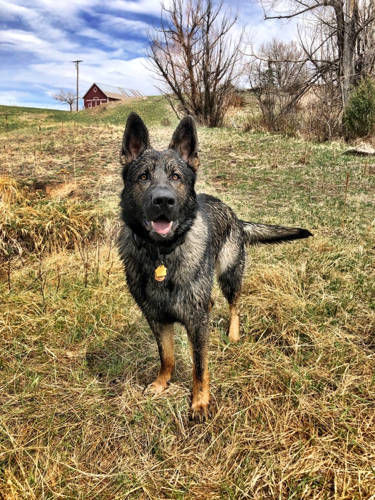 Booth vom Wahrsten, a German Shepherd Dog tested with EmbarkVet.com