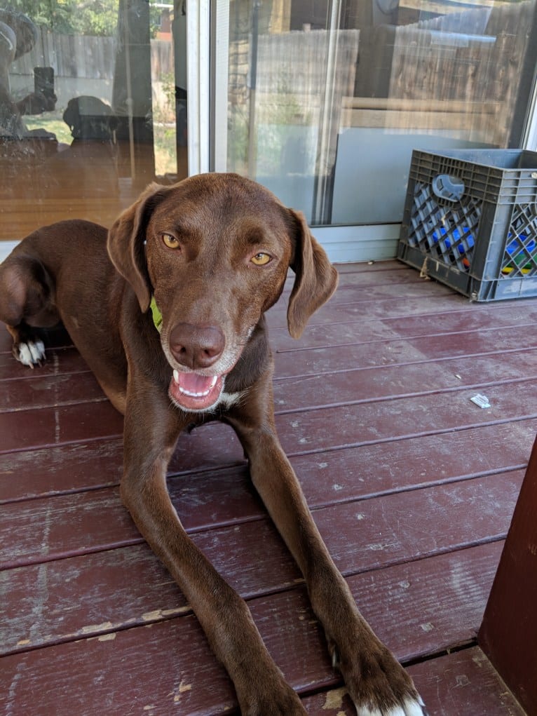 Snax, a Border Collie and Vizsla mix tested with EmbarkVet.com