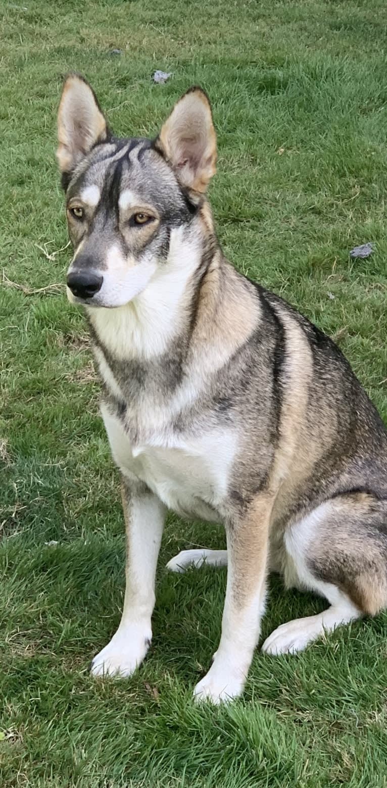 Pepper, a Siberian Husky and Alaskan Malamute mix tested with EmbarkVet.com