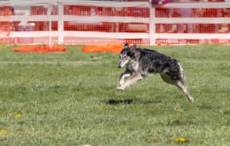 Pocus, a Silken Windhound tested with EmbarkVet.com