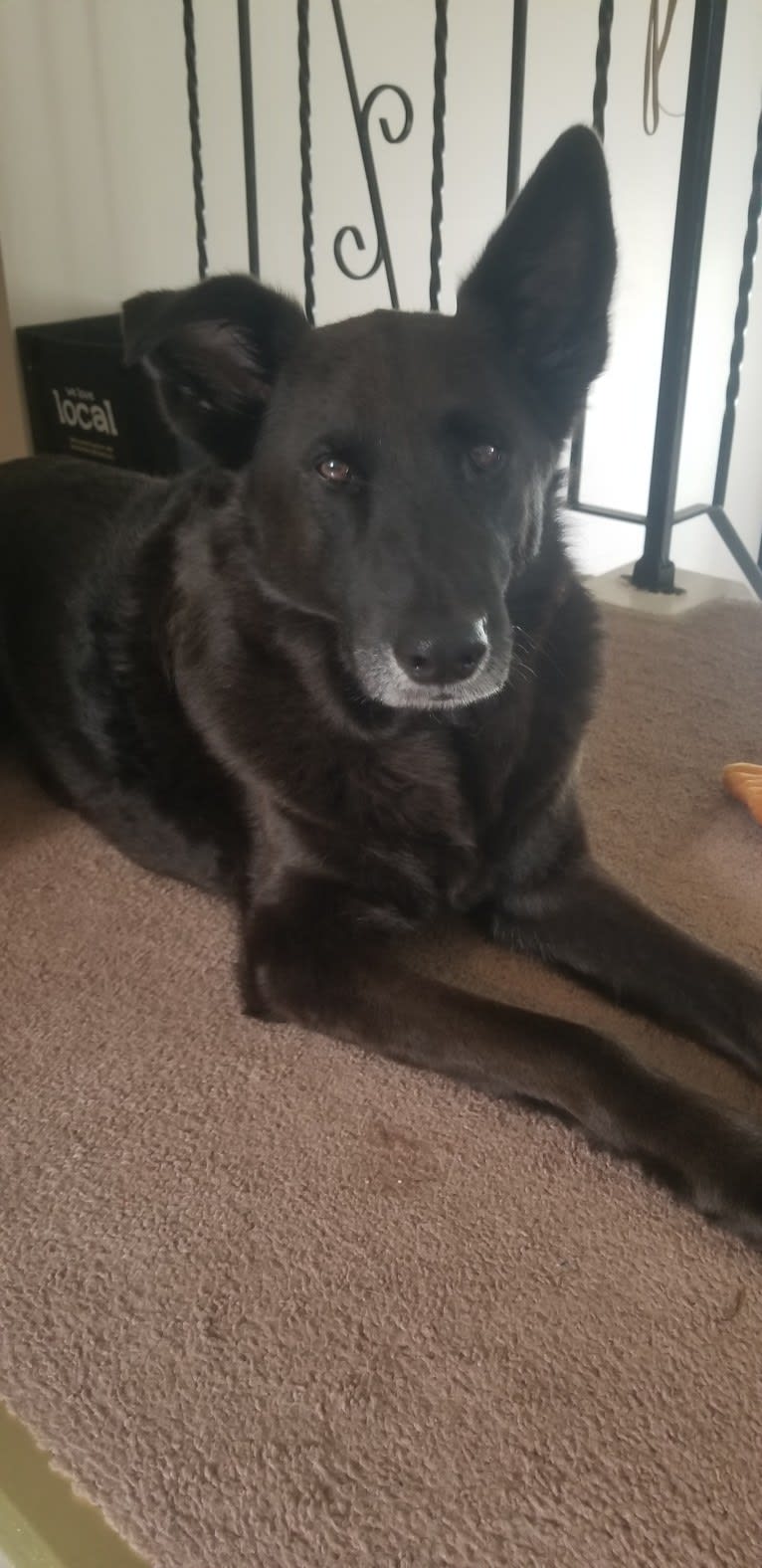 Bobo, a German Shepherd Dog and Chinese Shar-Pei mix tested with EmbarkVet.com