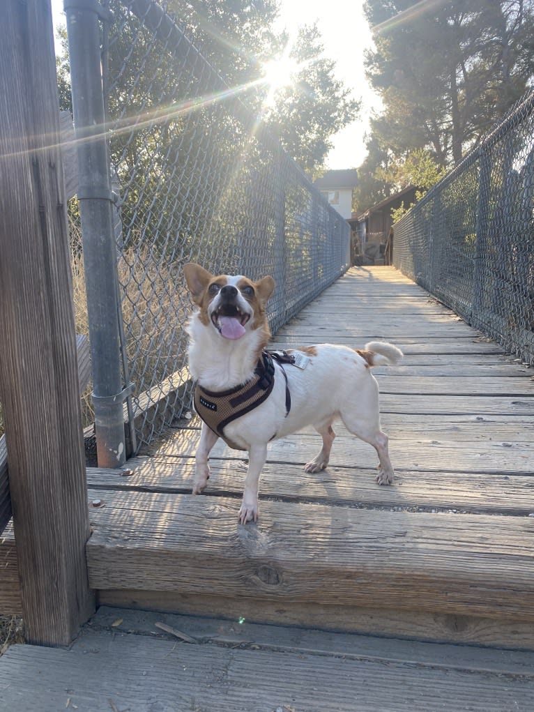 Balto, a Chihuahua and Dachshund mix tested with EmbarkVet.com